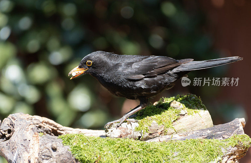 黑鸟（Turdus merula）